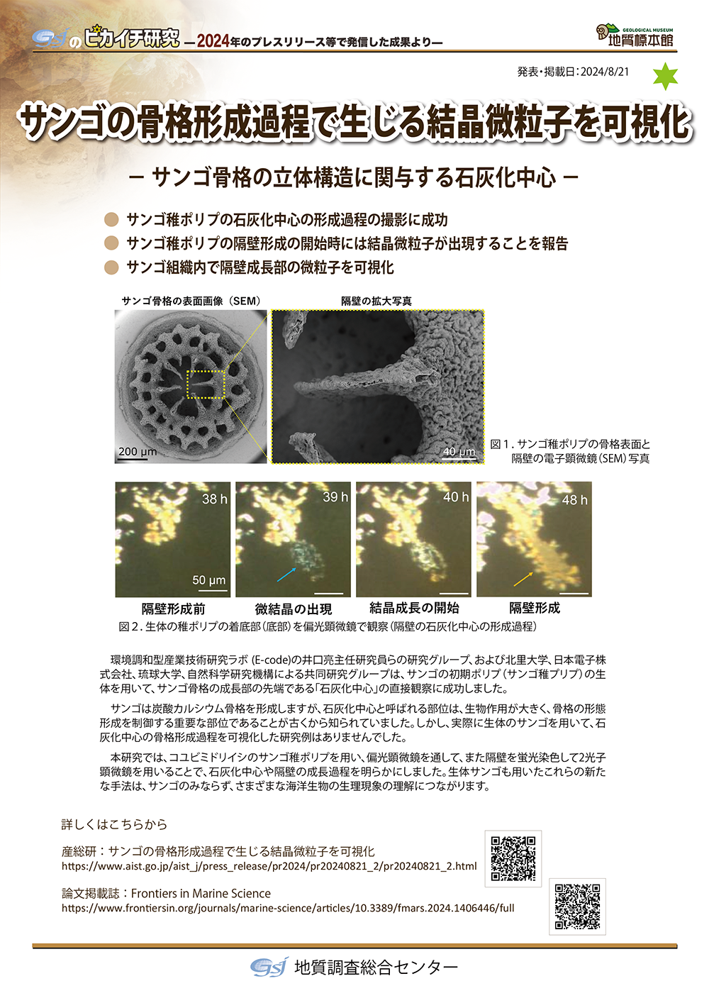 サンゴの骨格形成過程で生じる結晶微粒子を可視化
― サンゴ骨格の立体構造に関与する石灰化中心 ―