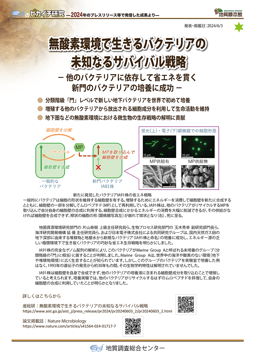 無酸素環境で生きるバクテリアの未知なるサバイバル戦略
― 他のバクテリアに依存して省エネを貫く新門バクテリアの培養に成功 ―