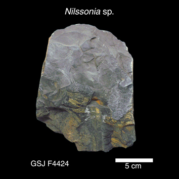 Nilssonia sp. 