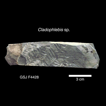 Cladophlebis sp.