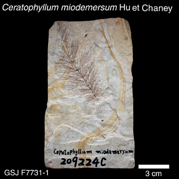 Ceratophyllum miodemersum