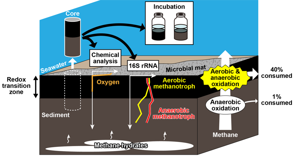 Assessment of Seafloor Methane Dynamics in Methane Hydrate area: Coexistence of Aerobic and Anaerobic Methanotrophs is Key to Methane Consumption