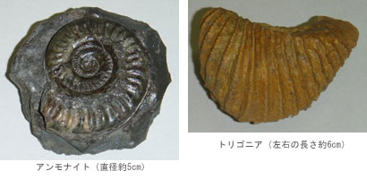 ammonite.jpg