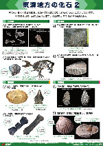 東海地方の化石２