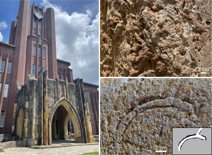 Trace fossils in sandstone blocks used as building material at the University of Tokyo
